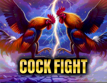 cock fight